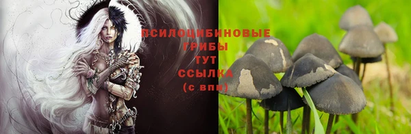 хмурый Белокуриха
